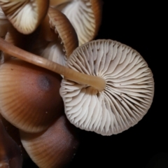 Mycena sp. (Mycena) at Tidbinbilla Nature Reserve - 22 Jun 2024 by TimL