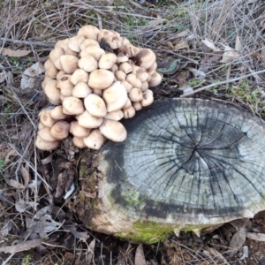 Mycena 'clarkeana group' at Mount Ainslie - 23 Jun 2024