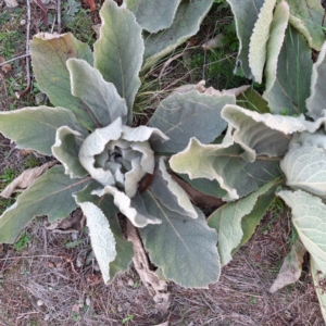 Verbascum thapsus subsp. thapsus at Mount Majura - 23 Jun 2024 04:49 PM