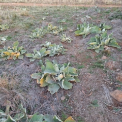 Verbascum thapsus subsp. thapsus at Mount Majura - 23 Jun 2024 04:49 PM