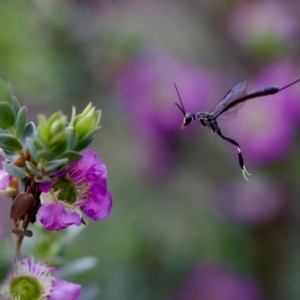 Gasteruption sp. (genus) at Florey, ACT - suppressed