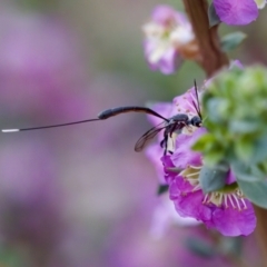 Gasteruption sp. (genus) at Florey, ACT - suppressed