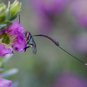 Gasteruption sp. (genus) at Florey, ACT - 7 Nov 2023