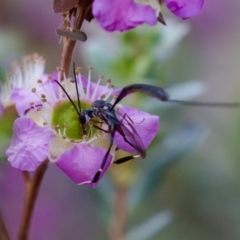 Gasteruption sp. (genus) at Florey, ACT - suppressed