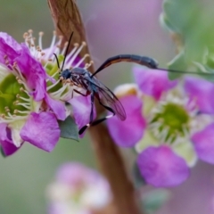 Gasteruption sp. (genus) at Florey, ACT - 7 Nov 2023