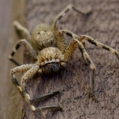 Neosparassus calligaster at Florey, ACT - 18 Nov 2023