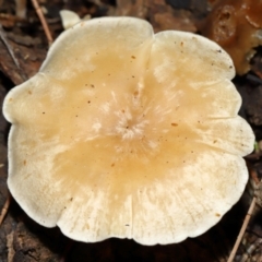 Unverified Cap on a stem; gills below cap [mushrooms or mushroom-like] at Mount Majura - 23 Jun 2024 by TimL