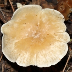 Unidentified Cap on a stem; gills below cap [mushrooms or mushroom-like] at Mount Majura - 23 Jun 2024 by TimL