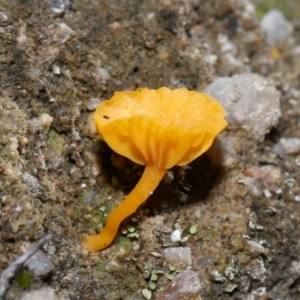 Lichenomphalia chromacea at Jedbinbilla - 22 Jun 2024