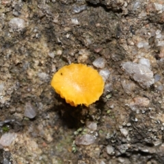 Lichenomphalia chromacea at Jedbinbilla - 22 Jun 2024