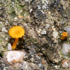 Lichenomphalia chromacea at Jedbinbilla - 22 Jun 2024