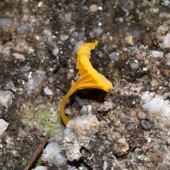 Lichenomphalia chromacea at Jedbinbilla - 22 Jun 2024