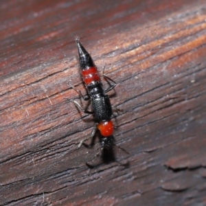 Paederus sp. (genus) at Tidbinbilla Nature Reserve - 22 Jun 2024 12:54 PM