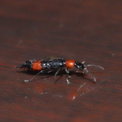 Paederus sp. (genus) at Tidbinbilla Nature Reserve - 22 Jun 2024 12:54 PM