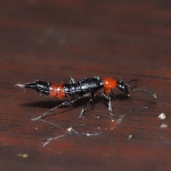 Paederus sp. (genus) at Tidbinbilla Nature Reserve - 22 Jun 2024 12:54 PM