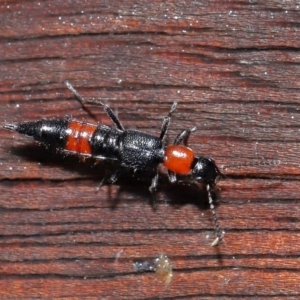 Paederus sp. (genus) at Tidbinbilla Nature Reserve - 22 Jun 2024 12:54 PM