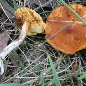 Gymnopilus sp. at QPRC LGA - 18 Jun 2024