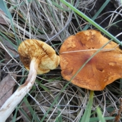 Gymnopilus sp. at QPRC LGA - 18 Jun 2024