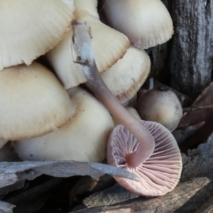 Mycena 'clarkeana group' at suppressed - suppressed