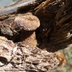 Lentinus fasciatus (Hairy Trumpet) at QPRC LGA - 19 Jun 2024 by Paul4K