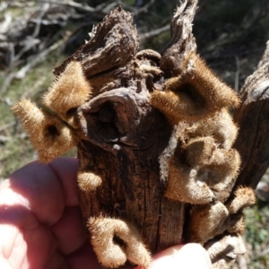 Lentinus fasciatus at QPRC LGA - suppressed