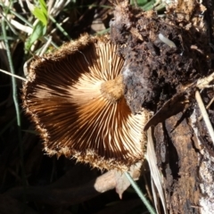 Lentinus fasciatus at QPRC LGA - suppressed