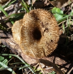 Lentinus fasciatus at QPRC LGA - suppressed