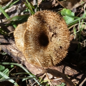 Lentinus fasciatus at QPRC LGA - suppressed