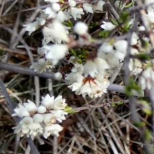 Cryptandra sp. Floriferous (W.R.Barker 4131) W.R.Barker at QPRC LGA - suppressed