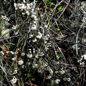 Cryptandra sp. Floriferous (W.R.Barker 4131) W.R.Barker at QPRC LGA - 21 Jun 2024