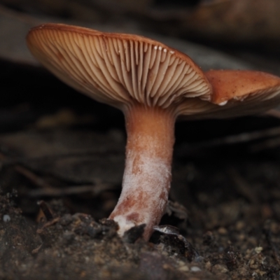 Lactarius eucalypti (Lactarius eucalypti) at Dalmeny, NSW - 23 Jun 2024 by Bushrevival