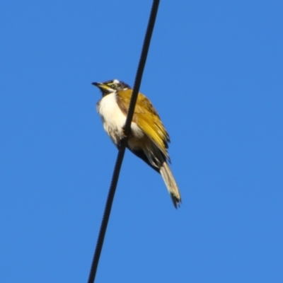 Entomyzon cyanotis (Blue-faced Honeyeater) at Killarney, QLD - 24 Jun 2024 by MB