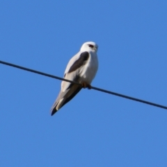 Elanus axillaris (Black-shouldered Kite) at Killarney, QLD - 24 Jun 2024 by MB