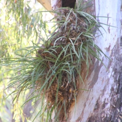 Cymbidium canaliculatum (Tiger Orchid) at Cecil Plains, QLD - 24 Jun 2024 by MB