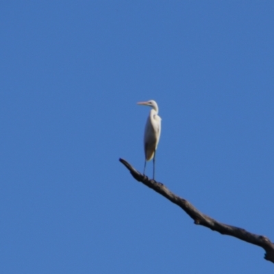 Ardea alba (Great Egret) at Cecil Plains, QLD - 24 Jun 2024 by MB