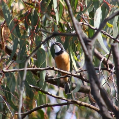 Pachycephala rufiventris (Rufous Whistler) at Cecil Plains, QLD - 24 Jun 2024 by MB