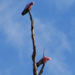 Eolophus roseicapilla (Galah) at Cecil Plains, QLD - 24 Jun 2024 by MB