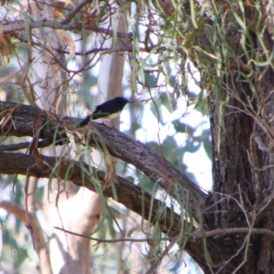 Rhipidura leucophrys (Willie Wagtail) at Cecil Plains, QLD - 24 Jun 2024 by MB