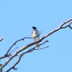 Coracina novaehollandiae (Black-faced Cuckooshrike) at Cecil Plains, QLD - 24 Jun 2024 by MB