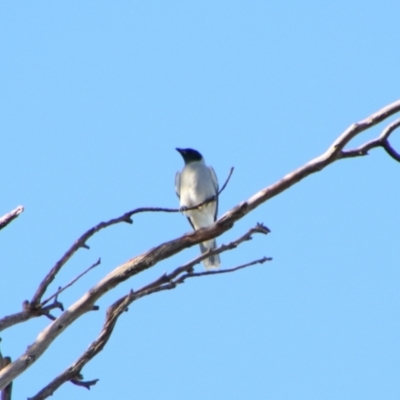 Coracina novaehollandiae (Black-faced Cuckooshrike) at Cecil Plains, QLD - 24 Jun 2024 by MB