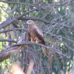 Milvus migrans (Black Kite) at Cecil Plains, QLD - 24 Jun 2024 by MB