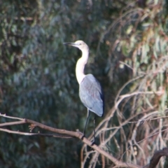 Ardea pacifica (White-necked Heron) at Cecil Plains, QLD - 24 Jun 2024 by MB