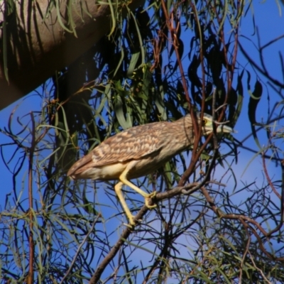 Nycticorax caledonicus (Nankeen Night-Heron) at Cecil Plains, QLD - 24 Jun 2024 by MB