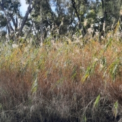 Phragmites australis (Common Reed) at Cecil Plains, QLD - 24 Jun 2024 by MB