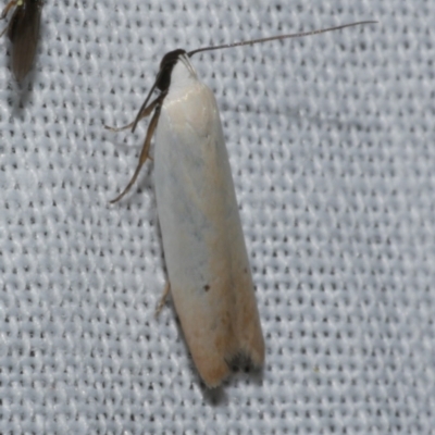 Scieropepla polyxesta (Xyloryctidae) at WendyM's farm at Freshwater Ck. - 21 Dec 2022 by WendyEM