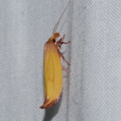 Wingia aurata (Golden Leaf Moth) at WendyM's farm at Freshwater Ck. - 22 Dec 2022 by WendyEM