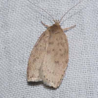 Garrha rubella (A Concealer moth) at WendyM's farm at Freshwater Ck. - 22 Dec 2022 by WendyEM