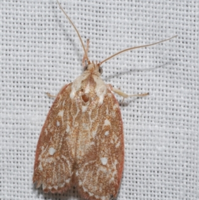 Euchaetis metallota (Euchaetis metallota) at WendyM's farm at Freshwater Ck. - 22 Dec 2022 by WendyEM