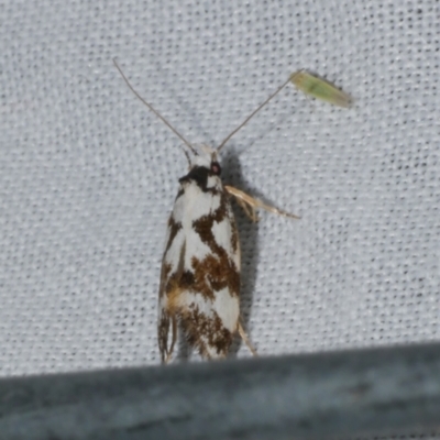 Machetis aphrobola (A Concealer moth (Barea Group)) at WendyM's farm at Freshwater Ck. - 22 Dec 2022 by WendyEM