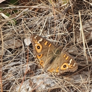 Junonia villida at Evatt, ACT - 8 Jun 2024